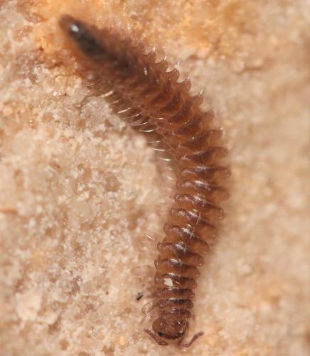 Nanogona polydesmoides